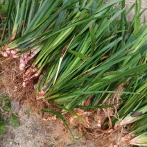 红心宽叶石菖蒲苗野生种植带泥带根新鲜现挖现发石菖蒲种苗