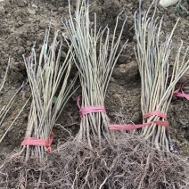 厚朴树苗紫油生命力强耐寒干旱南北方适合庭院室外绿化