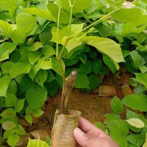 鸡血藤种苗密花豆五层风紫梗藤马鹿花营养袋南方种植苗带土