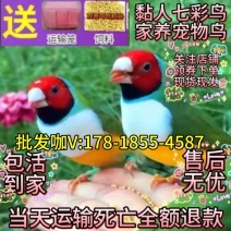 买真鸟买活鸟七彩鸟观音鸟同城一天到货鸟小鸟批发市场散养正