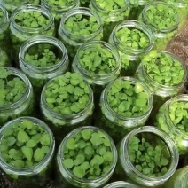 脱毒马铃薯瓶苗V7沃土5号希森6号实验一冀张薯226