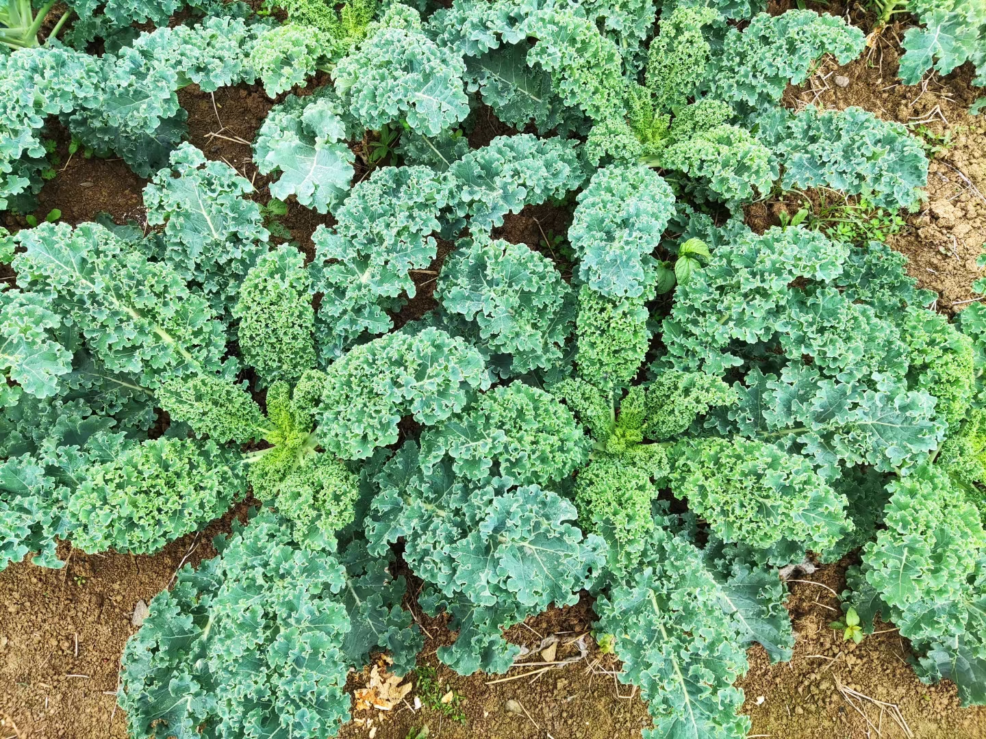 田间种植的孢子甘蓝群落景观