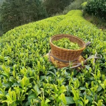 龙井43号茶