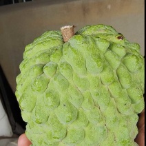 崇左精品AP释迦果