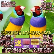 买真鸟买活鸟七彩鸟观音鸟同城一天到货鸟小鸟批发市场散养正