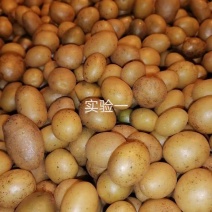 【推荐】河北土豆种子/常年供应/品种齐全/欢迎咨询