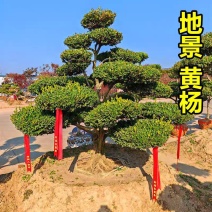 地景黄杨老桩瓜子黄杨造型树南北地区别墅庭院花园造景四季常