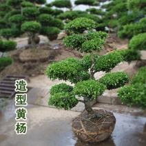 小叶黄杨树庭院别墅造型绿化独杆冬青雀氏黄杨盆景树四季常青