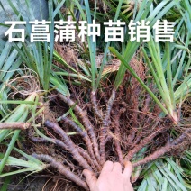 石菖蒲种苗