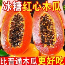 云南红心木瓜，支持电商一件代发