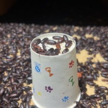 黄粉虫甲克虫种虫，快速繁殖，高产卵率