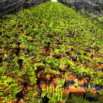 凤凰木凤凰树绿化苗木园林绿化苗新苗产地直发