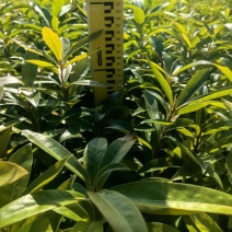 木荷绿化苗木造林苗荷树木荷产地直供量大优惠