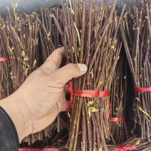 何首乌高产树苗正宗存活何首乌苗小苗新鲜采挖改良苗