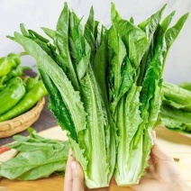 湖北本地油麦菜，新鲜现砍，整车发货，电商代发