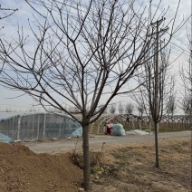 高杆染井吉野樱花8-30公分苗圃基地直销