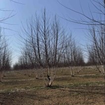 丛生欧洲白桦河桦高度5-10米供货速度快