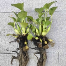 凤眼蓝凤眼莲水葫芦大量供应