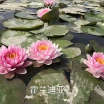 睡莲苗大量供应一手货源