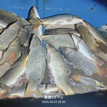 鲤鱼6至10斤