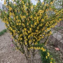 金雀花金雀锦鸡花苗阳雀花，花可食用根系可入药