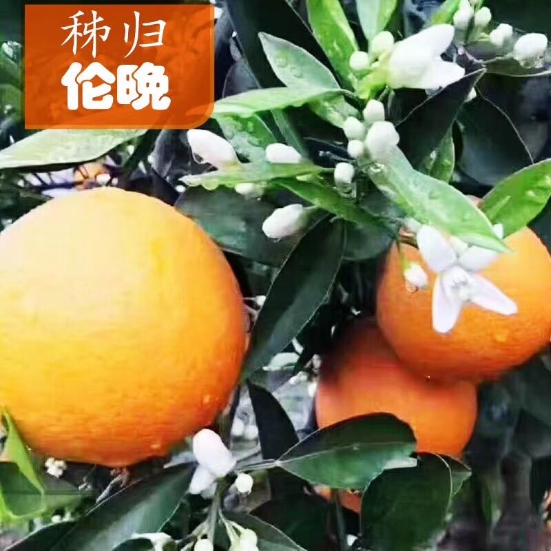 [伦晚脐橙批发]湖北宜昌秭归县橙子 2.80元/斤秭归伦晚，固定 _ 一亩田