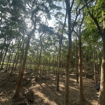 秋枫