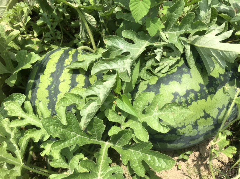 田间成熟的甜王西瓜全景