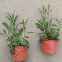 柳叶马鞭草大杯容器苗，各种规格，欢迎咨询
