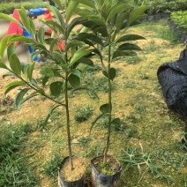 铁冬青绿化苗木红果冬青园林绿化苗万紫千红