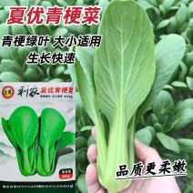 正源和利农夏优青梗菜种子青梗绿叶青菜种籽品质柔嫩