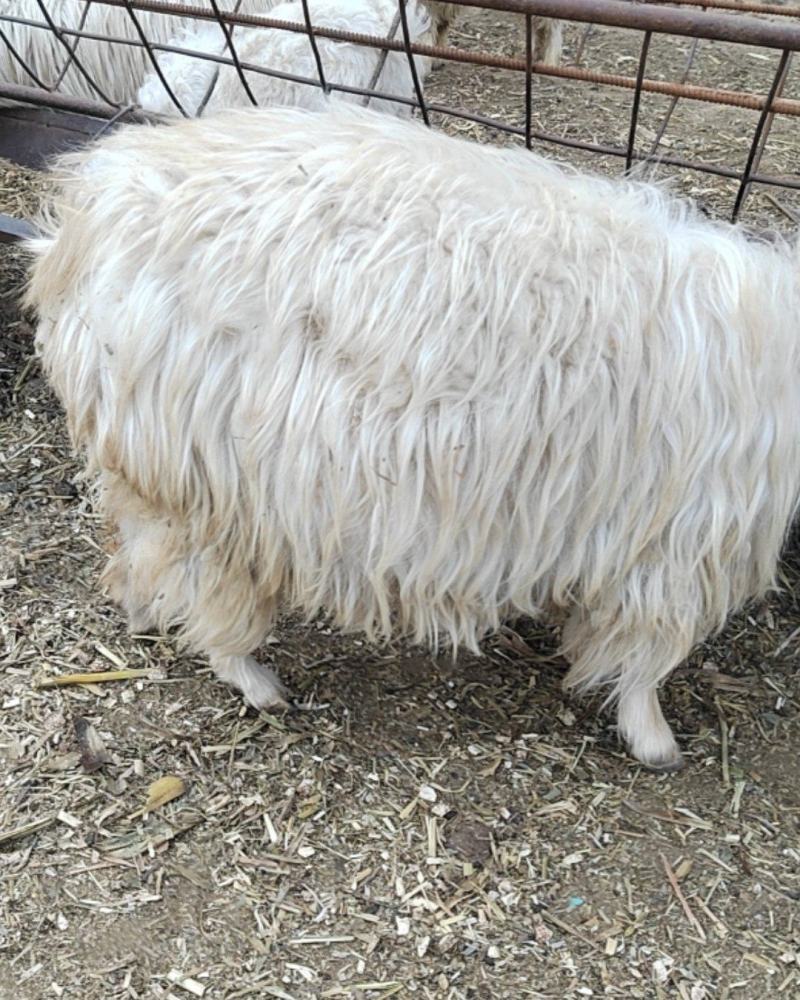 陕北绒山羊