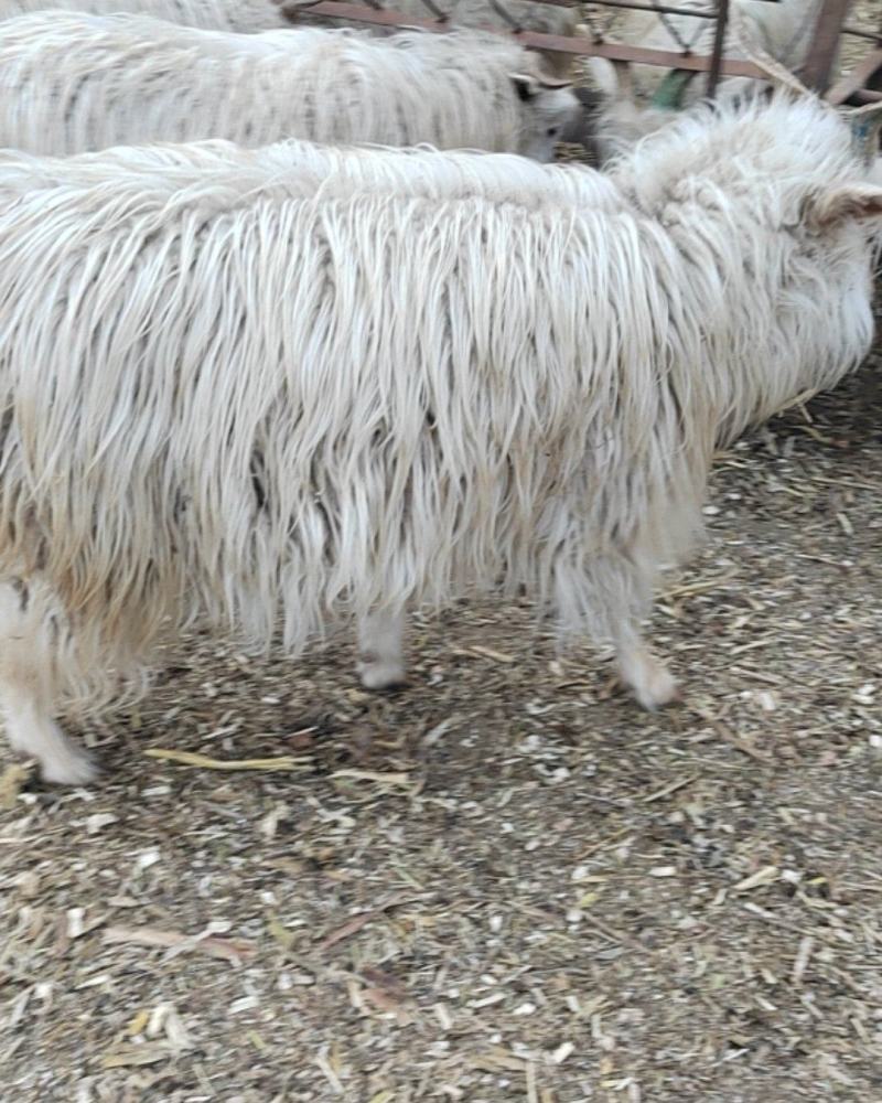 陕北绒山羊
