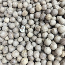 海椰皇小椰子价格优势欢迎批发包邮发货