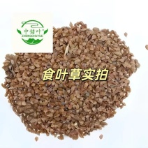 食叶草，食品级，柏教授研究院引进一代，高蛋白、全营养