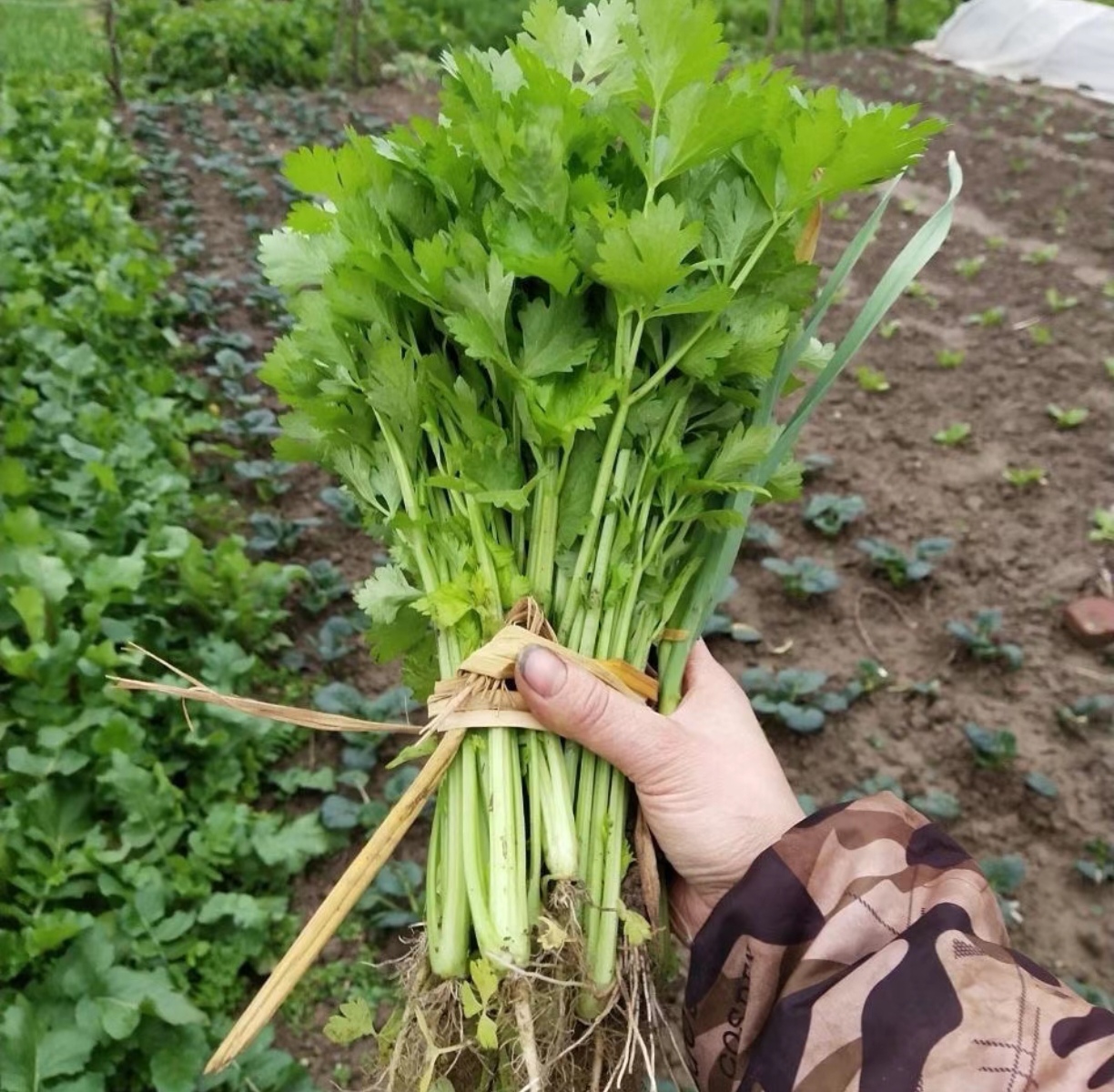 香芹植株特写
