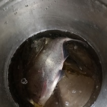 现钓鲫鱼