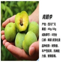 清脆李子树苗，8月成熟，脆甜多汁，好管理，抗菌能力很强