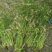 水生植物旱伞草地苗高度40一50cm，基地有量，欢迎订购