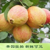 胭脂红番石榴红心芭乐鸡屎果新鲜应季孕妇