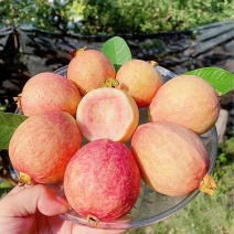 广西胭脂红番石榴鸡屎软糯芭乐软心孕妇新鲜应季水果现货产地