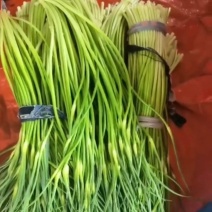 新鲜现抽蒜苔脆甜可口唇齿留香欢迎各位老板咨询订购