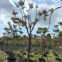 麻楝