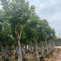 桃花芯木3-80公分大量清场质量保证
