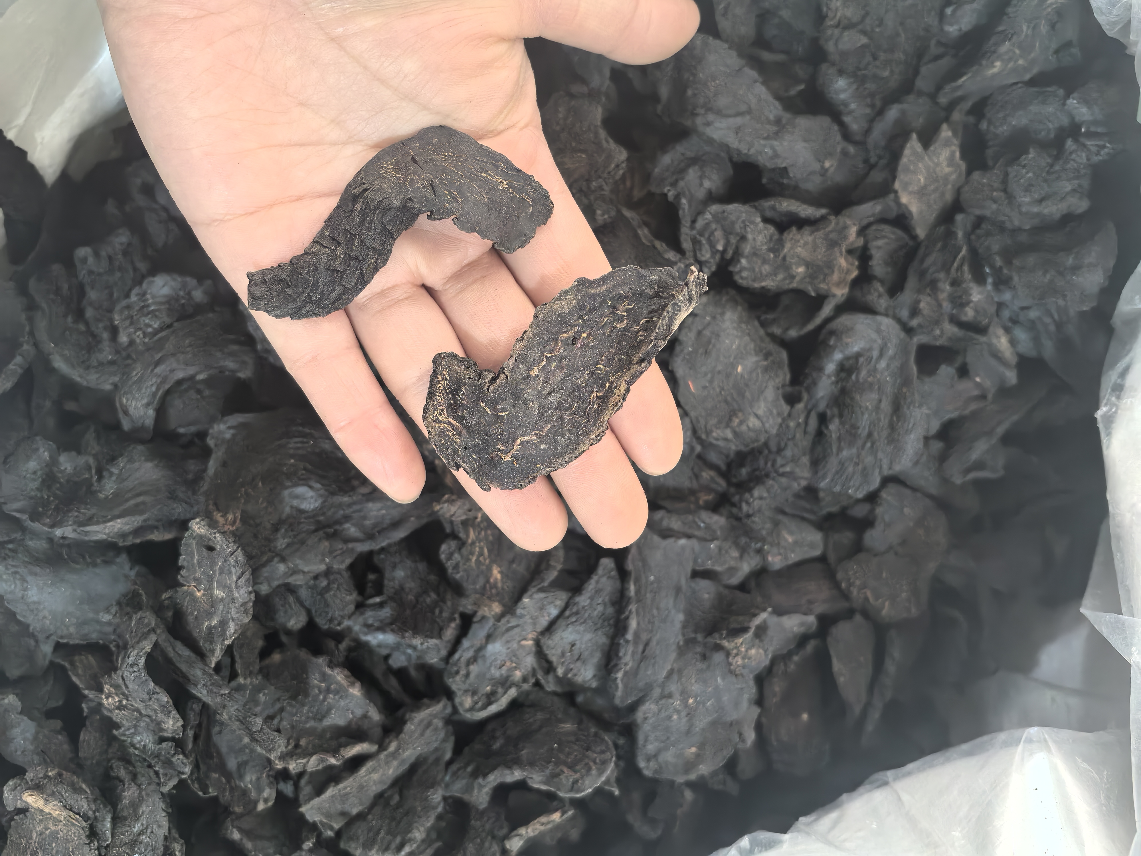 肉苁蓉锁阳黑玛卡三味药材实物对比图,突出形态、颜色、质地差异,用于消费者辨识真伪与品质 肉苁蓉锁阳黑玛卡三味药材实物对比图:左侧为切片干燥肉苁蓉(淡棕黄色,表面密布鳞片状纹理);中为锁阳块状断面(深褐色,蜂窝状维管束清晰可见);右侧为黑玛卡粉末(深灰黑色,细腻均一,无明显颗粒感)