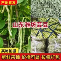 【九粒白芸豆】褚成新货可以打捆装袋装箱按要求分拣长短打包