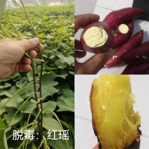 脱毒红薯苗：红瑶，榴！基地直发，保证品质！欢迎咨询订购！