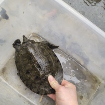甲鱼