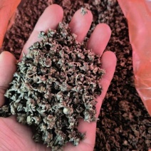 猫爪草野生家种都有货，产地新货价格可谈