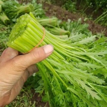 精品茼蒿小叶茼蒿产地直供可视频看货欢迎来电采购